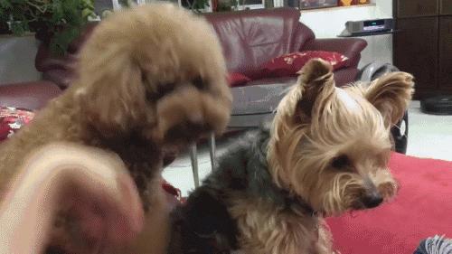 养泰迪犬的男生性格分析,泰迪犬的特点和性格