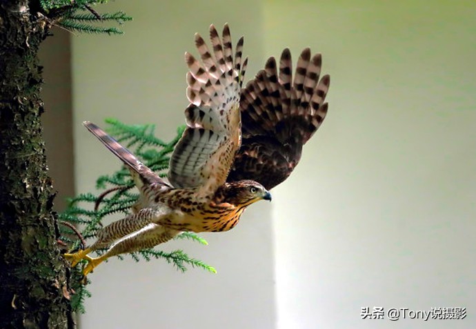 深度揭秘拍摄鸟类,如何拍鸟这些鸟类摄影技巧要学会