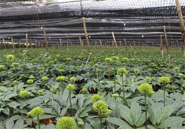 云南白药三七种植,云南三七与云南白药有什么区别