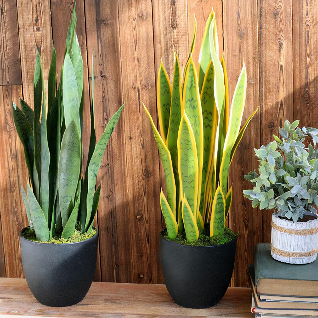 7种可以改善室内空气质量的绿植,7种花寓意美好净化空气花开不断