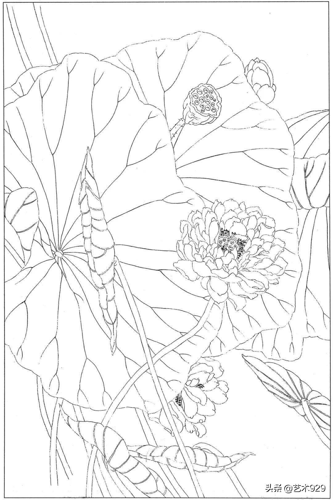 余稚荷花蜻蜓图高清白描底稿,白描荷花勾线方法讲解视频