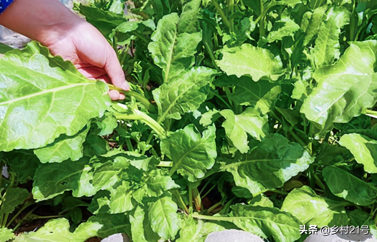家里种蔬菜起虫怎么办,自己在家种蔬菜怎么防止虫害
