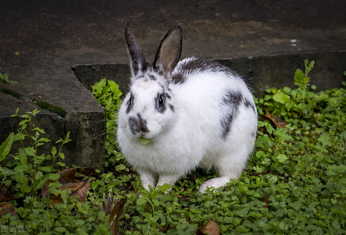 养兔子怎么解决兔子的粪便,养兔怎么处理粪便