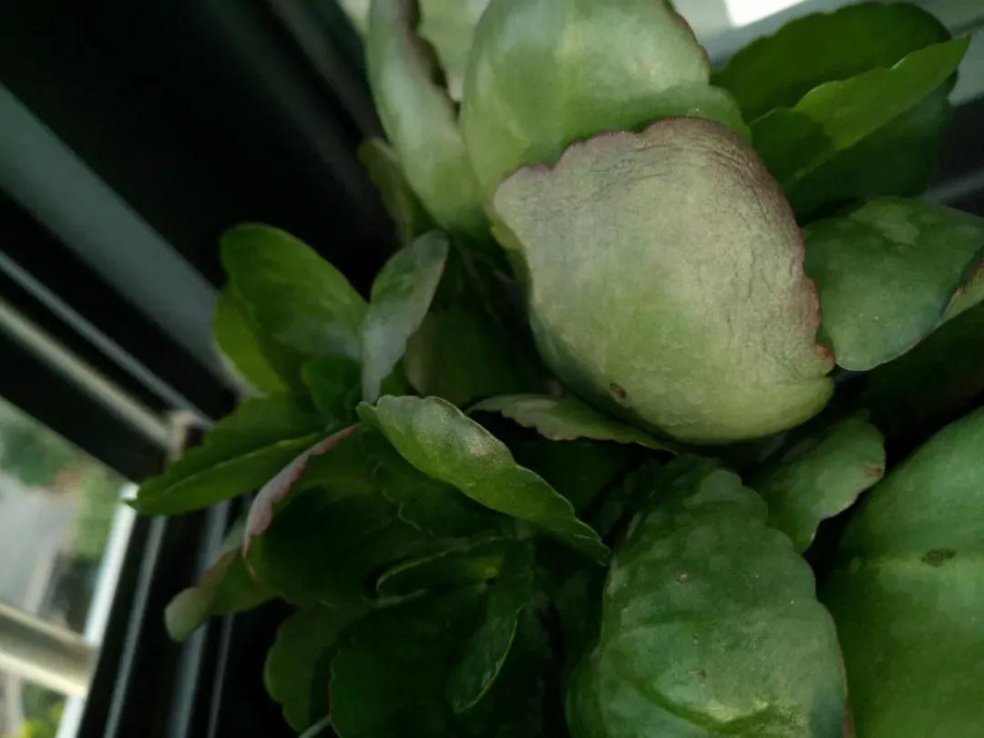 长寿花叶子发软是什么原因引起的,长寿花叶子发软怎么回事