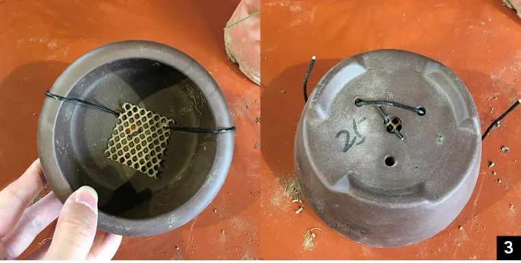 黑松苗临水式造型 (临水黑松苗)