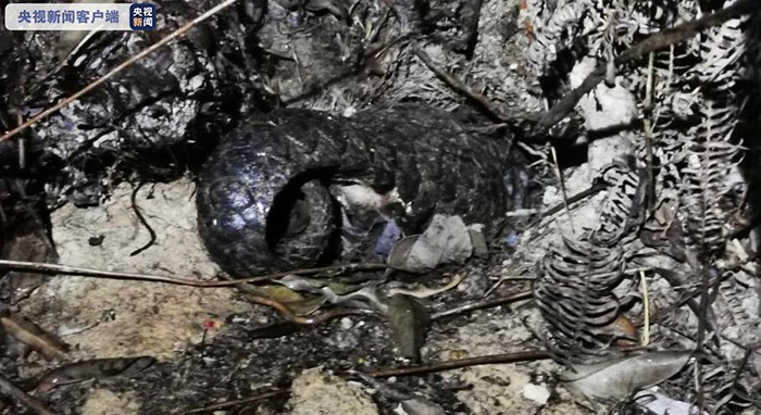 广东茂名首次发现野生中华穿山甲,手持设备记录中华穿山甲活动