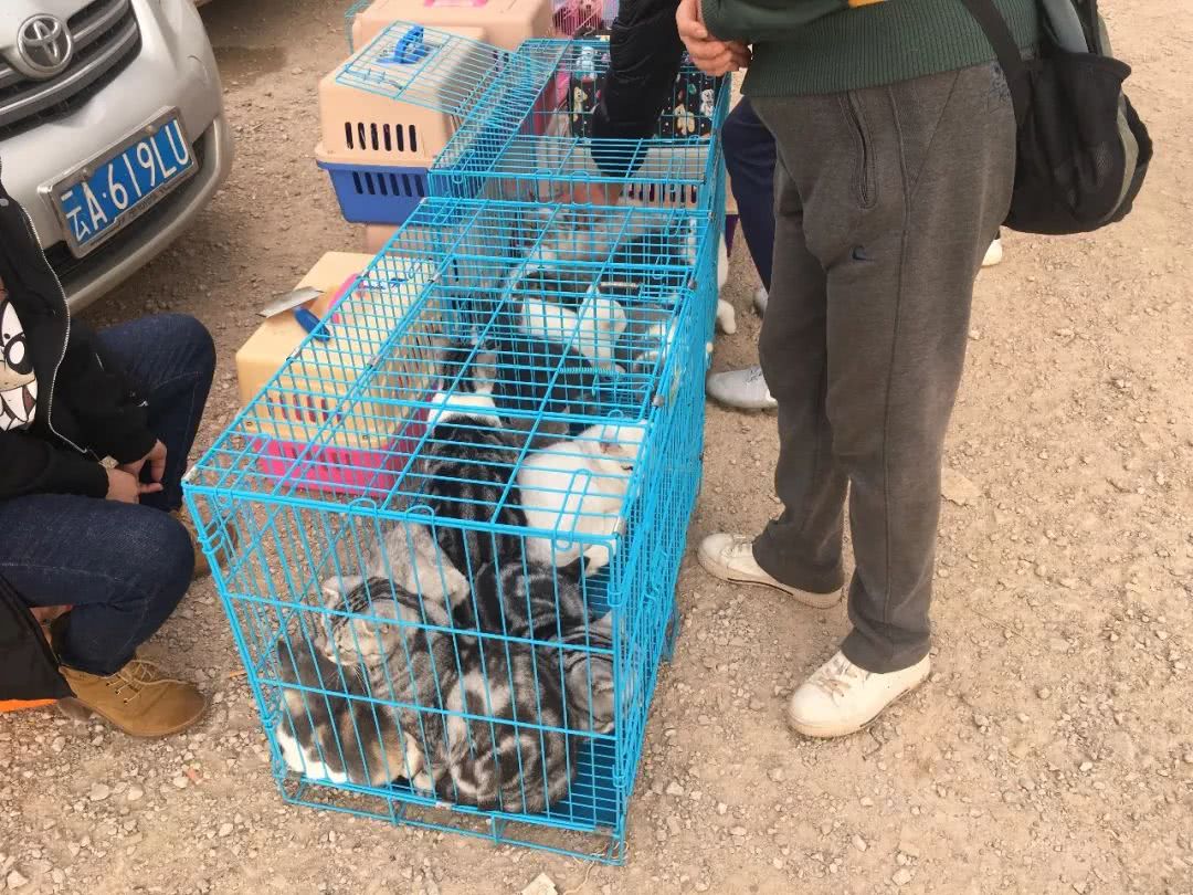 狗市到底怎么样,狗市都有什么啊