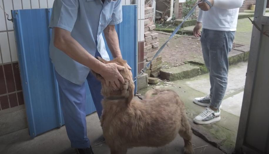 被救助的金毛弃养犬,被领养的金毛怎么处理最好