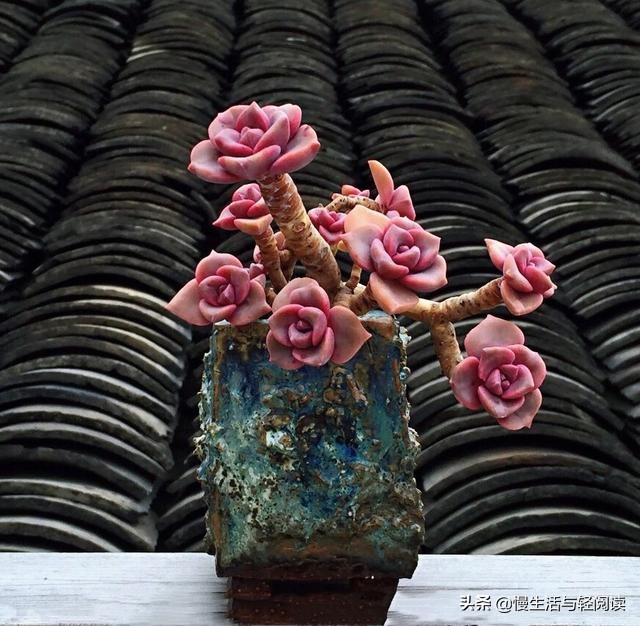 慢生活轻阅读,慢生活轻小说全集