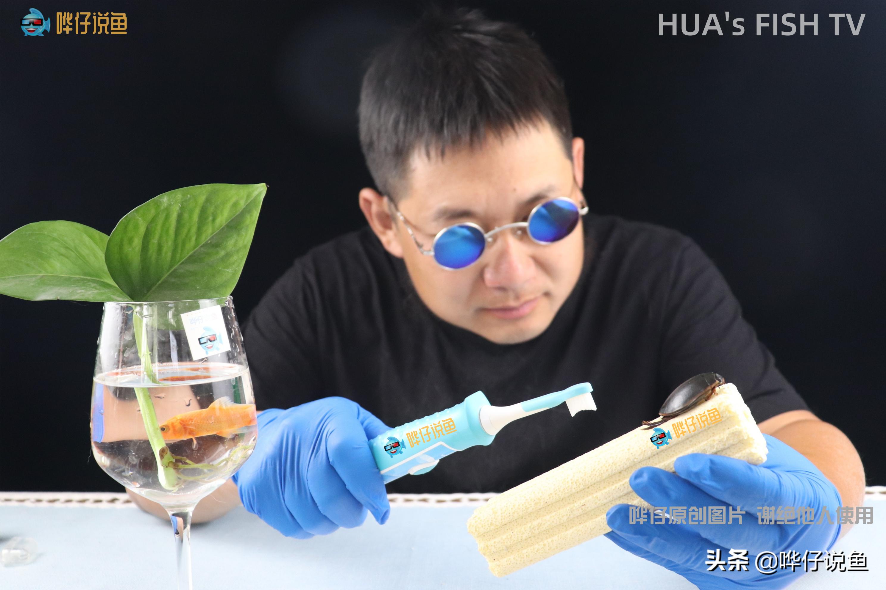 养鱼细菌屋管用吗,养鱼细菌屋能用砖头代替吗