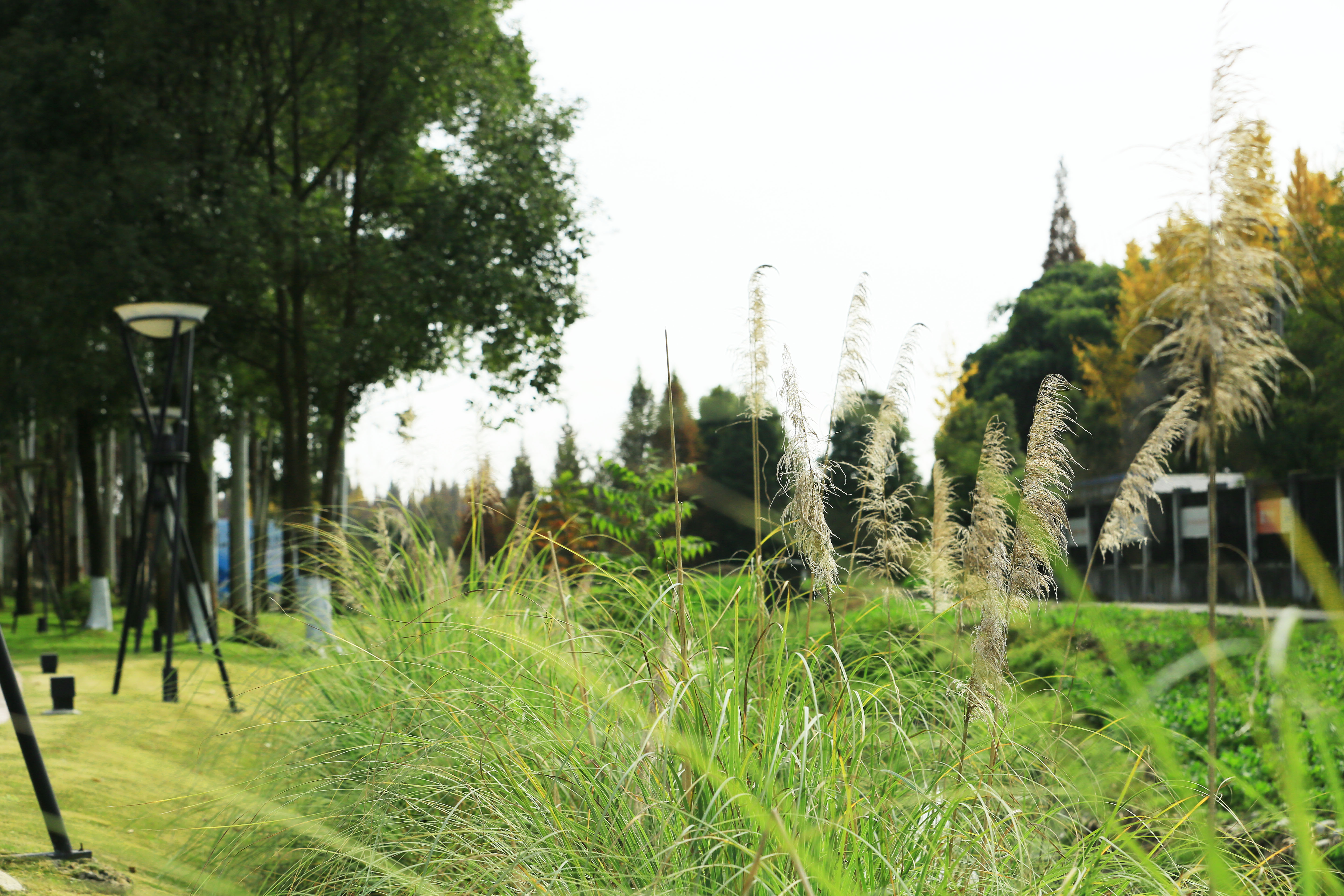 桉树林风景,自然生长的桉树林