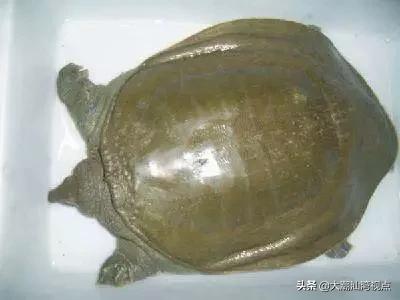 作为潮汕人，这89种海鲜你都能对上号吗