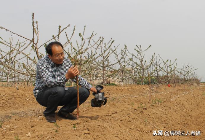 樱桃好吃树难栽下一句谚语是什么,樱桃好吃树难栽后一句是啥