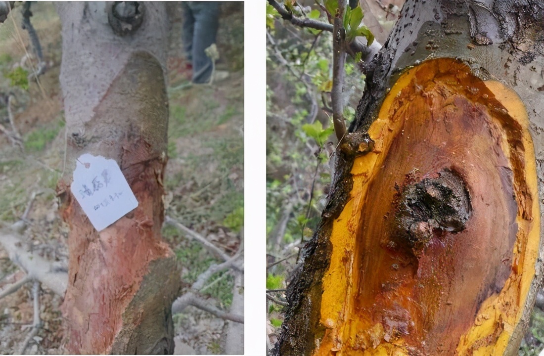 北国的冬天格外冷，它们也同样需要棉衣