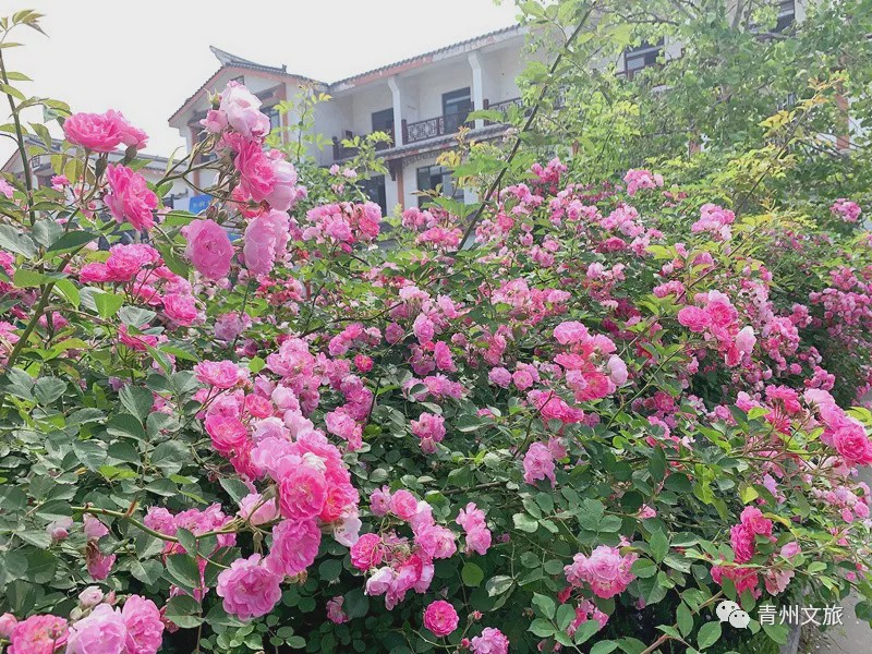花满青州——初夏清浅微风起，蔷薇月季满城香