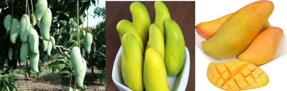 芒果树最甜的品种,芒果树哪种品种好吃