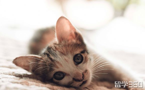 去加拿大准备什么衣服 (去加拿大可以带衣服吗)