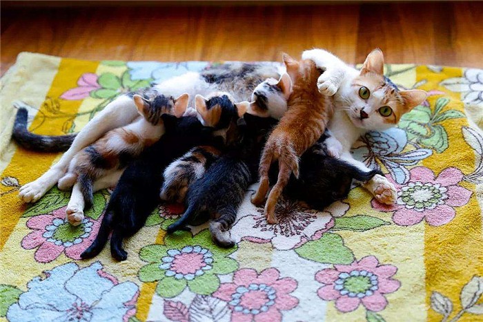 猫咪生下来第一天,猫咪生的第一窝小猫一定不能留吗