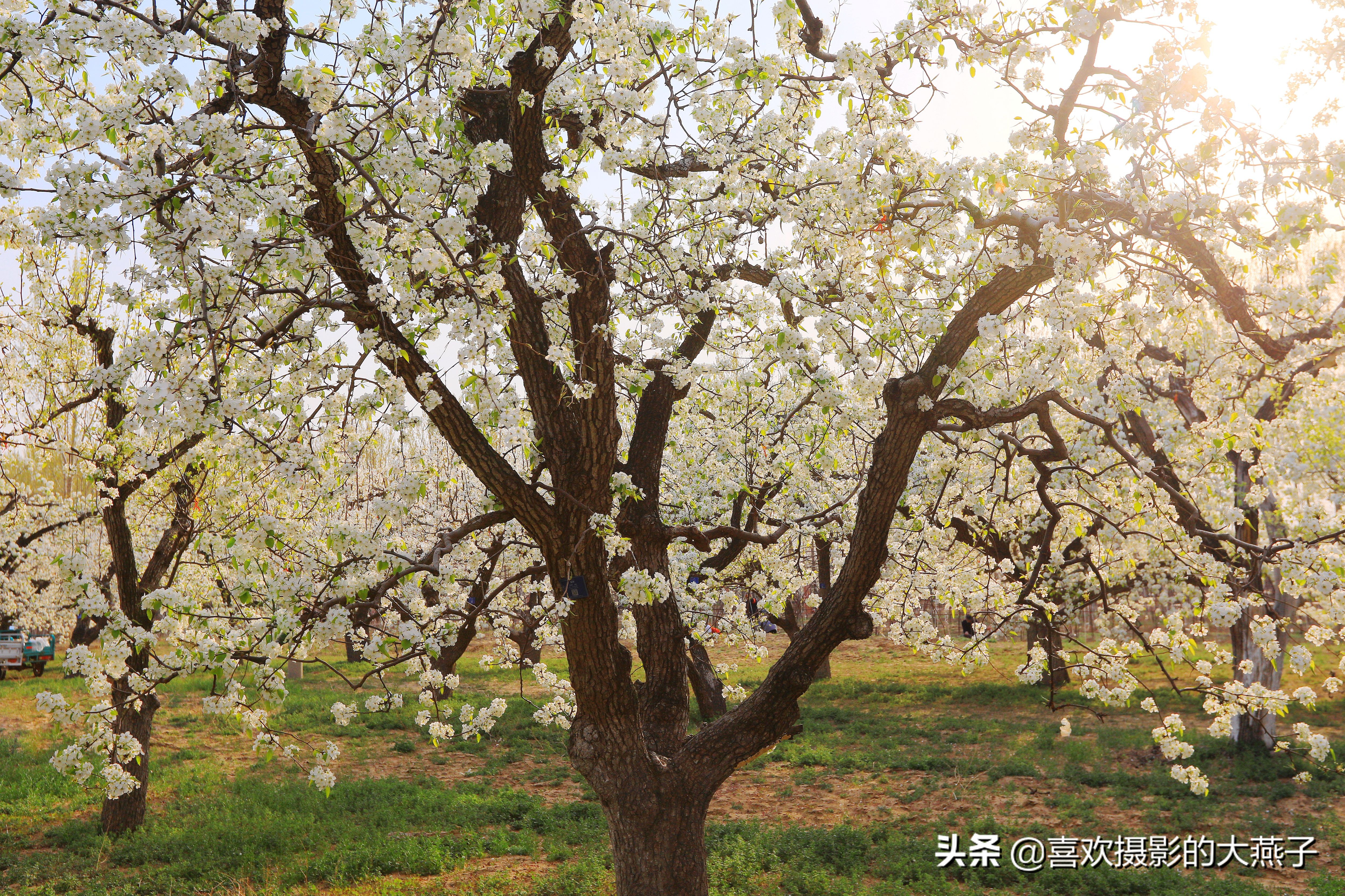 大兴万亩梨花园地点,北京大兴赏梨花具体位置