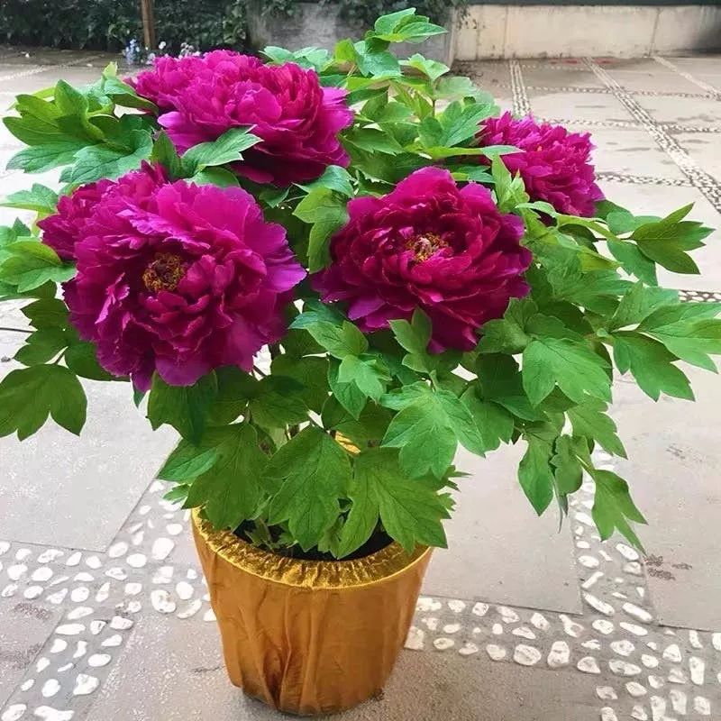 这六种花寓意吉祥好养易活,公认最吉利的4种花