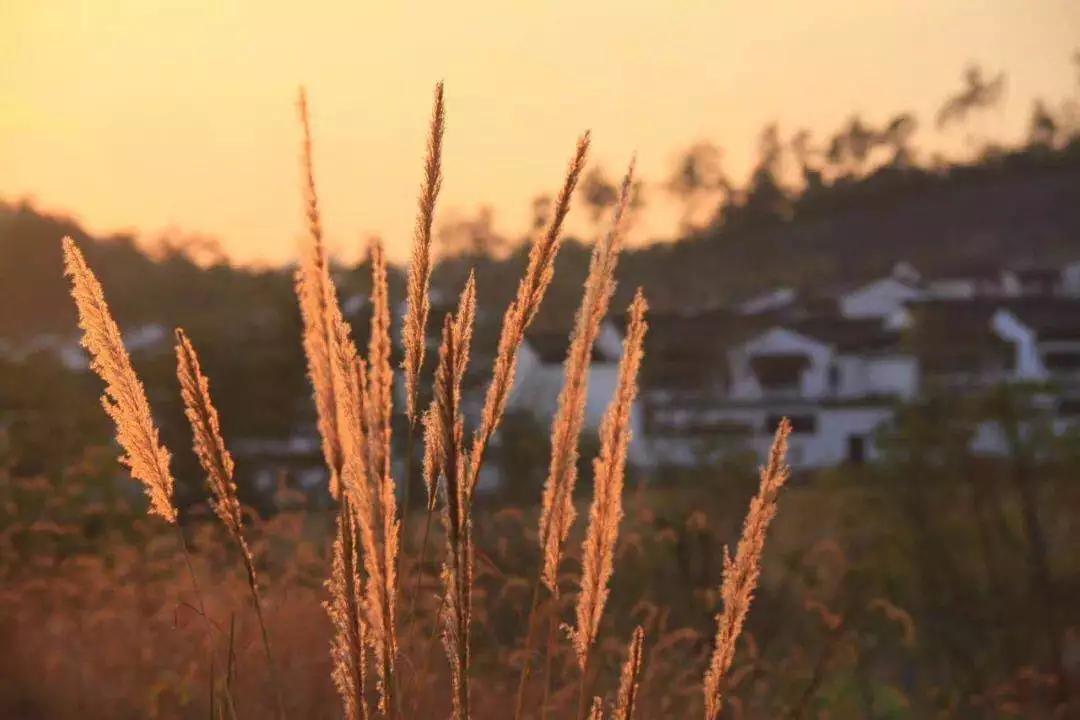 绿城桃花源里庭院探秘,绿城第10座桃花源