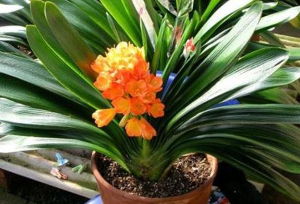 君子兰种子播种怎么播,君子兰播种后几天可以出苗