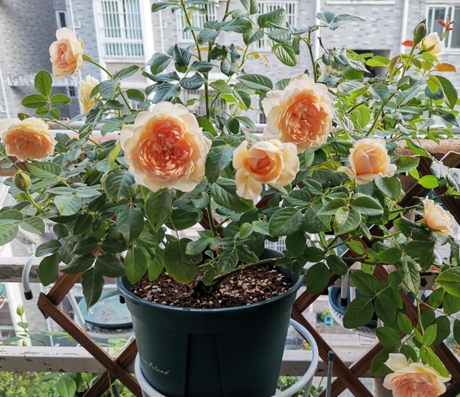 100种月季经典品种,100种经典月季品种