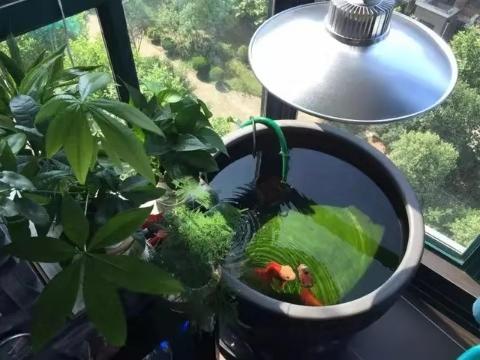 发现观赏鱼在鱼缸里产卵,鹦鹉鱼观赏鱼产卵怎么孵化