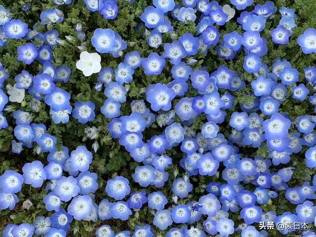 日本最美城市排行榜,东京最有魅力城市排名