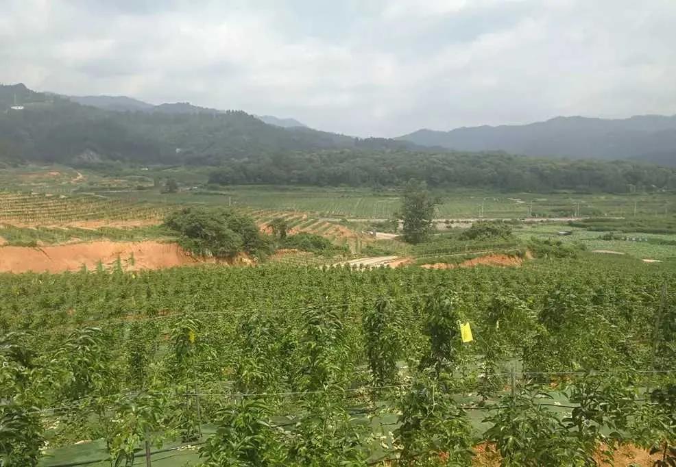 结甜蜜之果，助推产业扶贫——贵州大学科技支农队