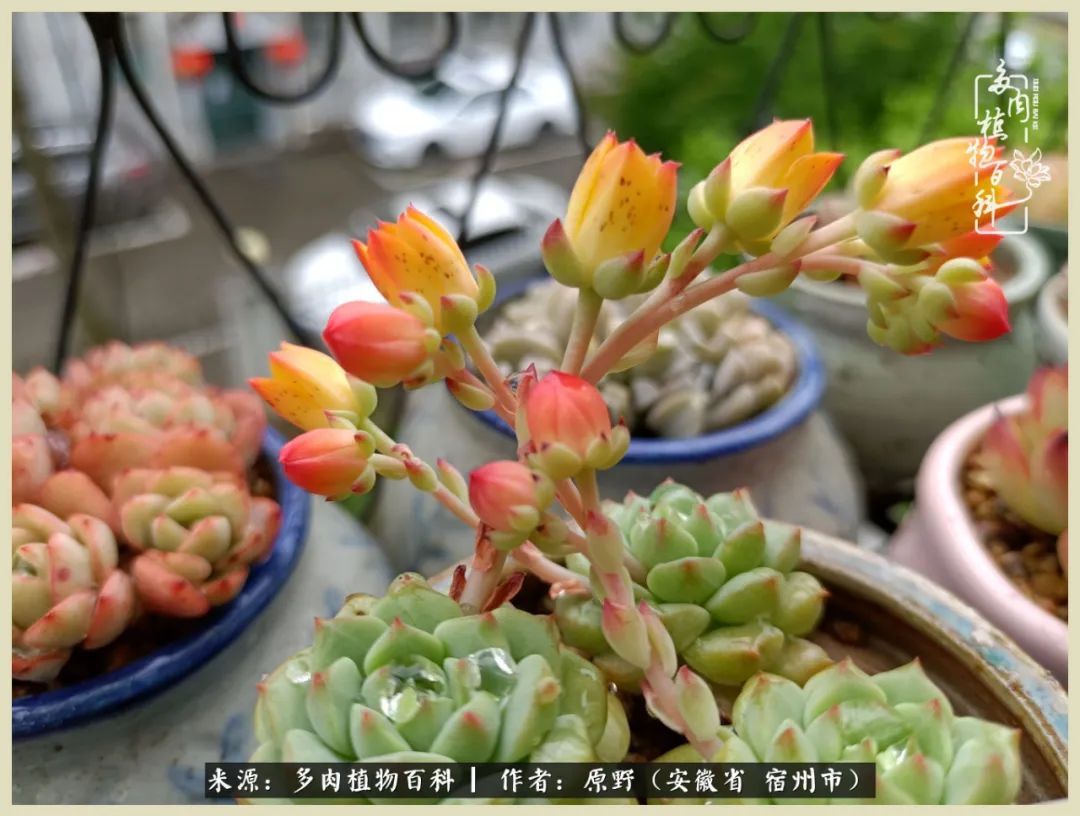 梅雨袭，酷暑至，多肉进入历劫季