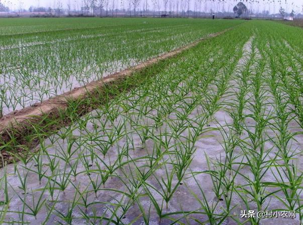 大蒜种下会开花吗,大蒜种下去就会长葱吗