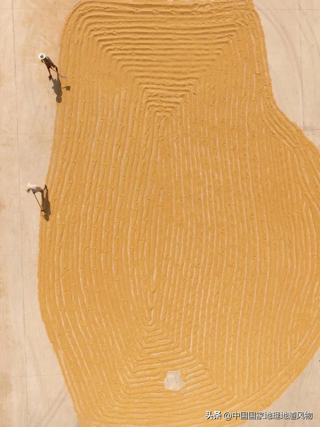 想不到！一粒小麦竟这样改变了中国