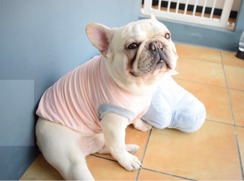 超可爱的8种狗看到都让人心动,最可爱的十种狗