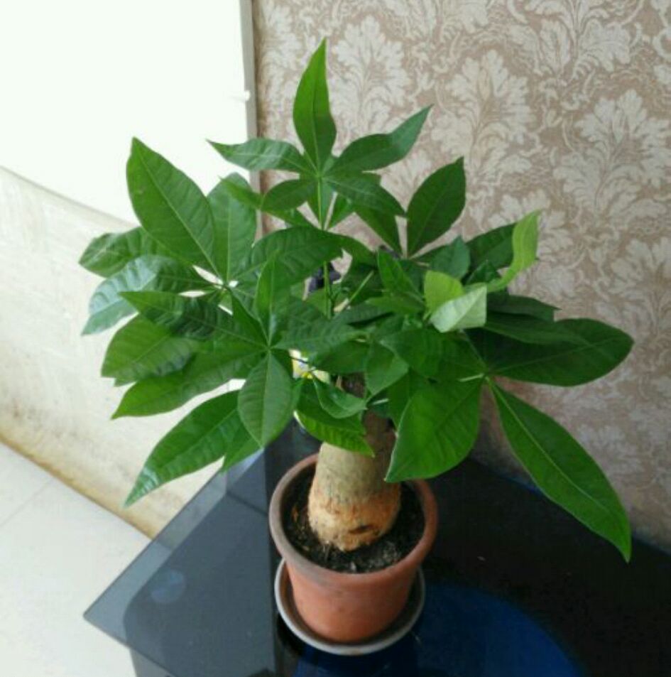 养的发财树黄叶特别多怎么办,发财树叶子发黄下垂发软怎么处理