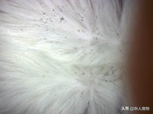 花露水可以驱猫猫身上的跳蚤吗,用什么给猫猫洗澡可以去掉跳蚤