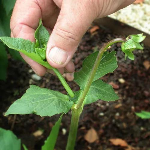 大丽花叶子发黄不开花,大丽花不开花施什么肥