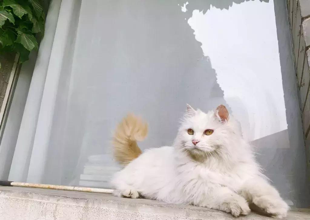 我们猫,我家猫只对我叫