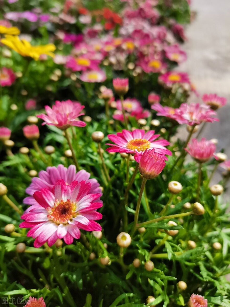 养玛格丽特,养了多年的玛格丽特