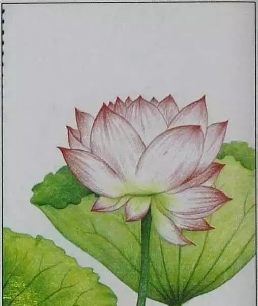 画荷塘与荷花,画一张美丽的荷塘画