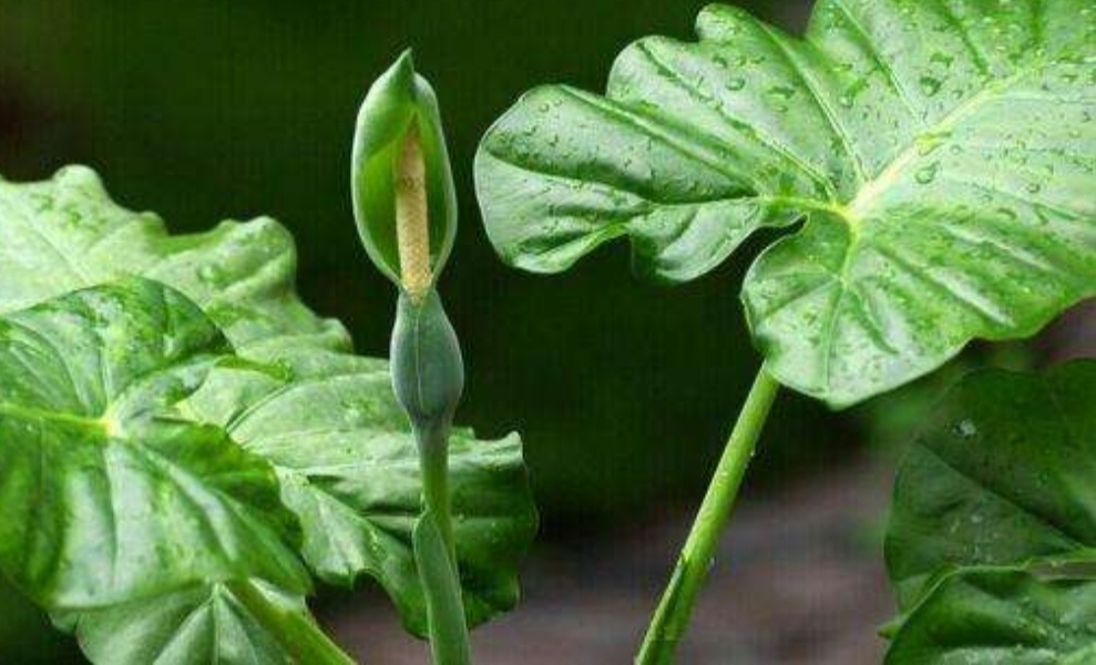 六种有毒花卉盆栽还是不要养了吧,有毒的盆栽花卉有哪些不要用手碰