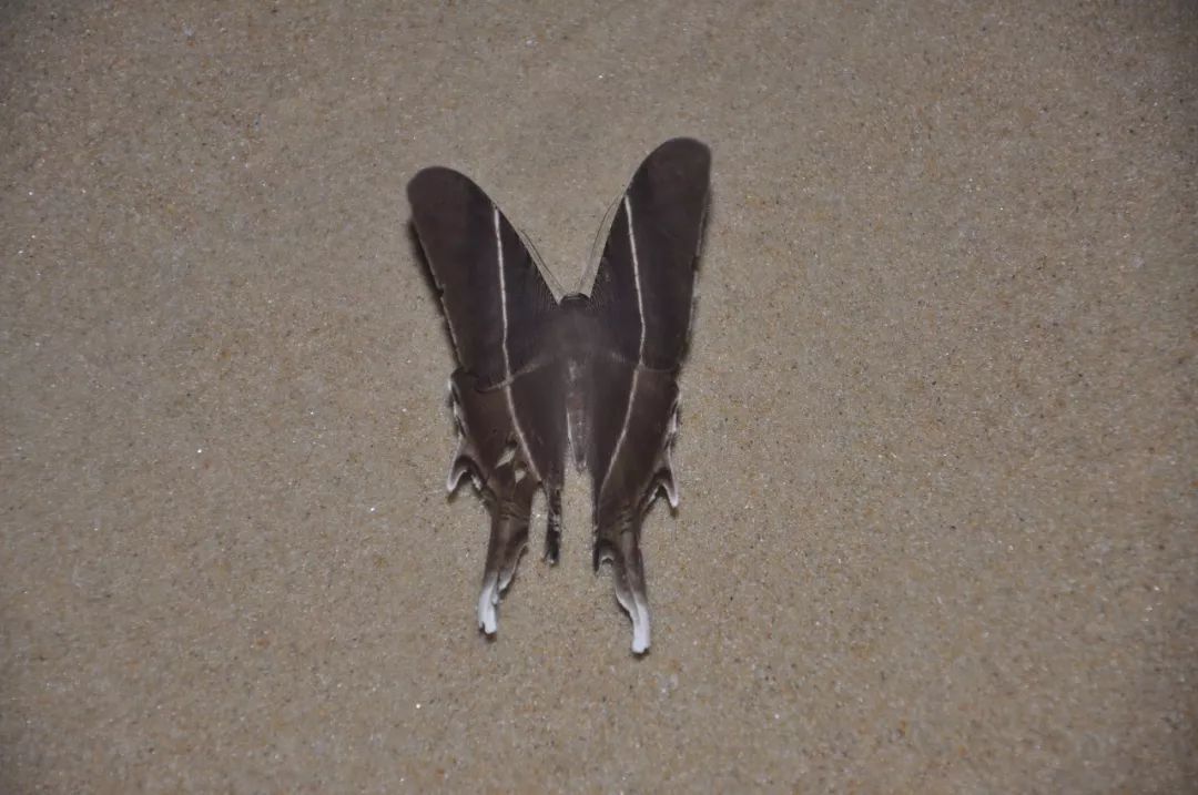 传说中的蛊虫真的有吗,传说中的扑棱蛾子