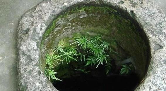 井栏边草别称凤尾蕨,凤尾蕨是多年生植物吗