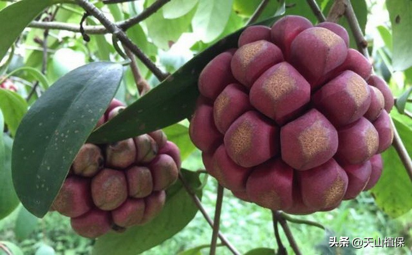 这种植物果实成熟像“足球”，幼果如花营养高，种植起来很简单