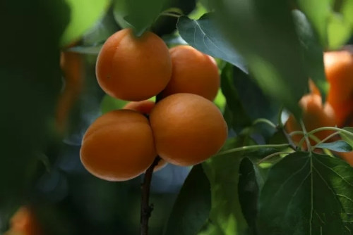 麦黄时节杏儿熟诗歌,麦收时节杏儿黄上一句