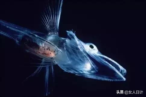 致命的60种动物,这100种动物你都认识吗