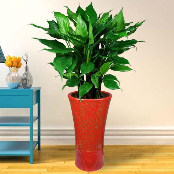 这3种花尽量不要碰水,一年四季不死的十种花水养