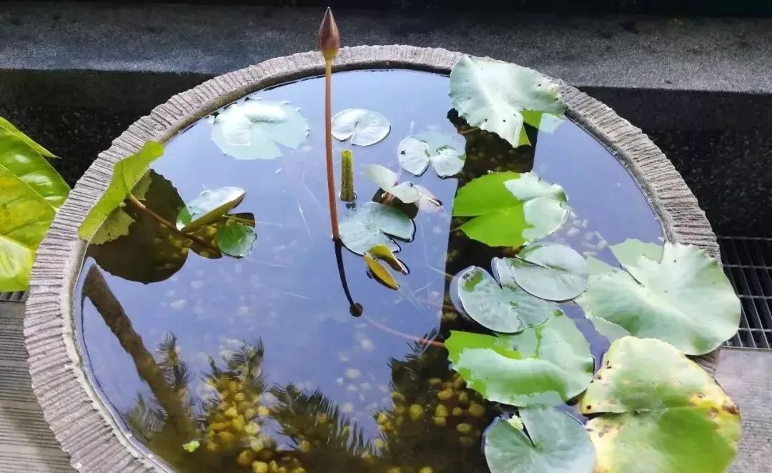 睡莲的生长过程资料,睡莲的生长变化过程