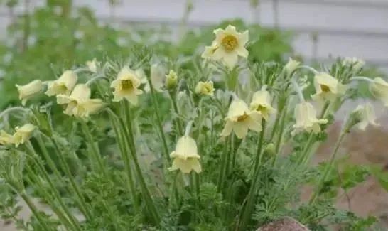 岩石花园景区,岩石园常用花卉