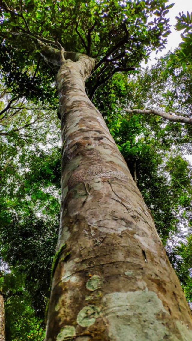 最贵静香茶一斤多少钱,冰岛五寨外最贵的茶